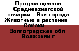 Продам щенков Среднеазиатской овчарки - Все города Животные и растения » Собаки   . Волгоградская обл.,Волжский г.